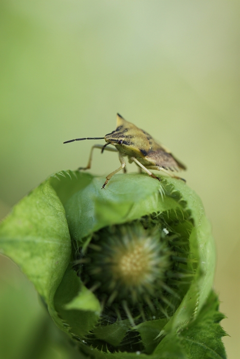 Macro chalet aout 2010 - 096